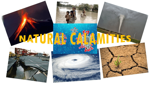 natural-calamites
